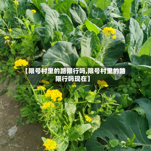 【限号村里的路限行吗,限号村里的路限行吗现在】